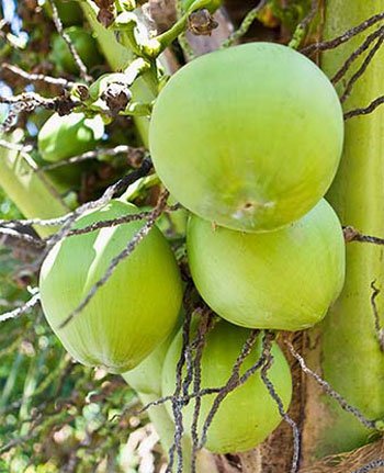 Coconut Oil & Medium Chain Triglycerides