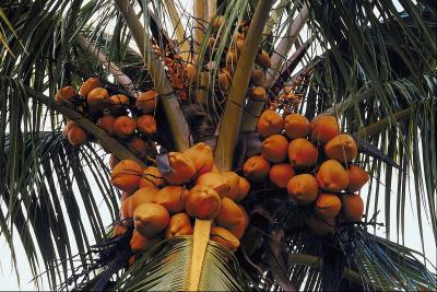 Does Coconut Milk Speed Up Your Metabolism?