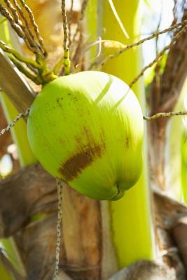Nutrition > Nutrition Tips > Benefits of coconut MORE IN NUTRITION TIPSright arrow Is coconut a superfood?
