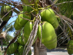 Coconut Benefits