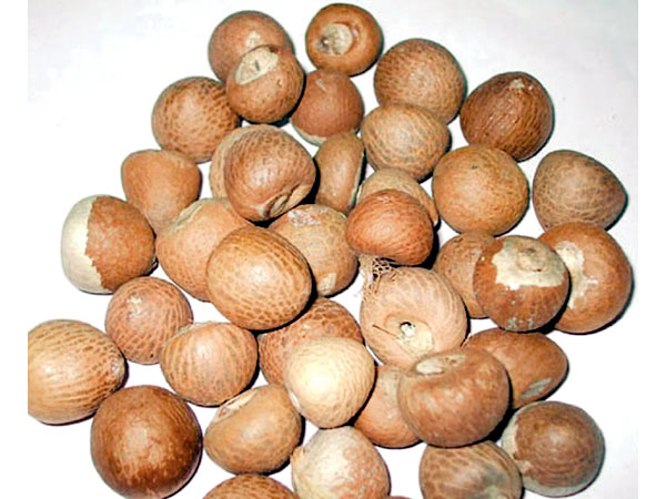 Betel nut