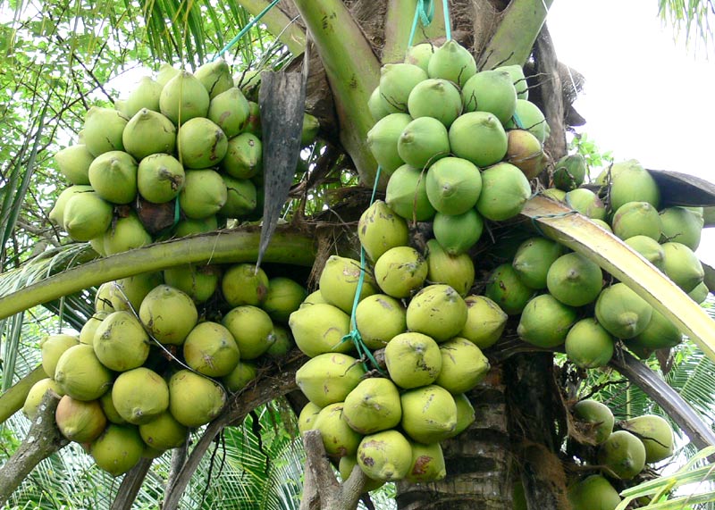 Tra On: coconut plantation area increased by more than 58ha