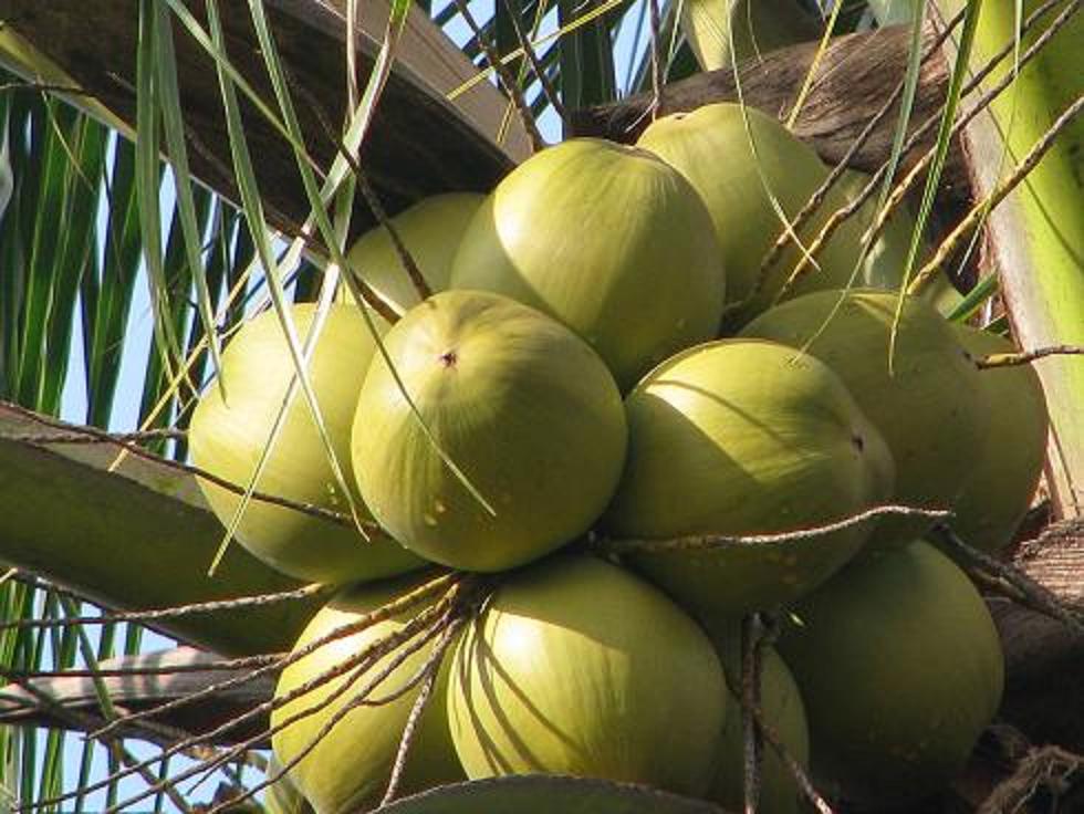 Near Tet, coconut raw materials price increases