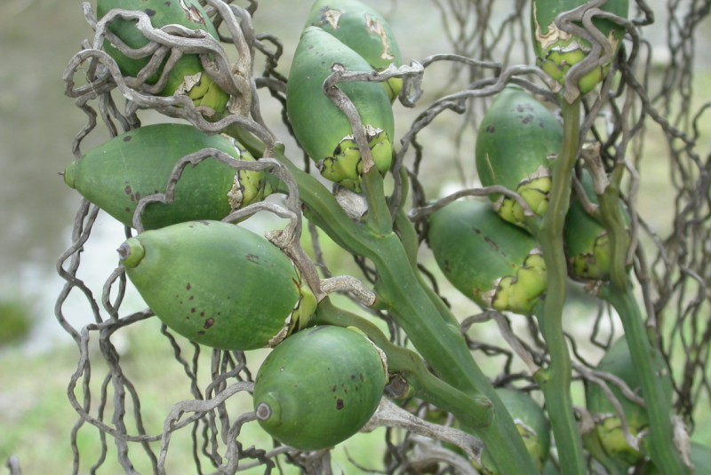 Traders buy old betel nut : Good and worry