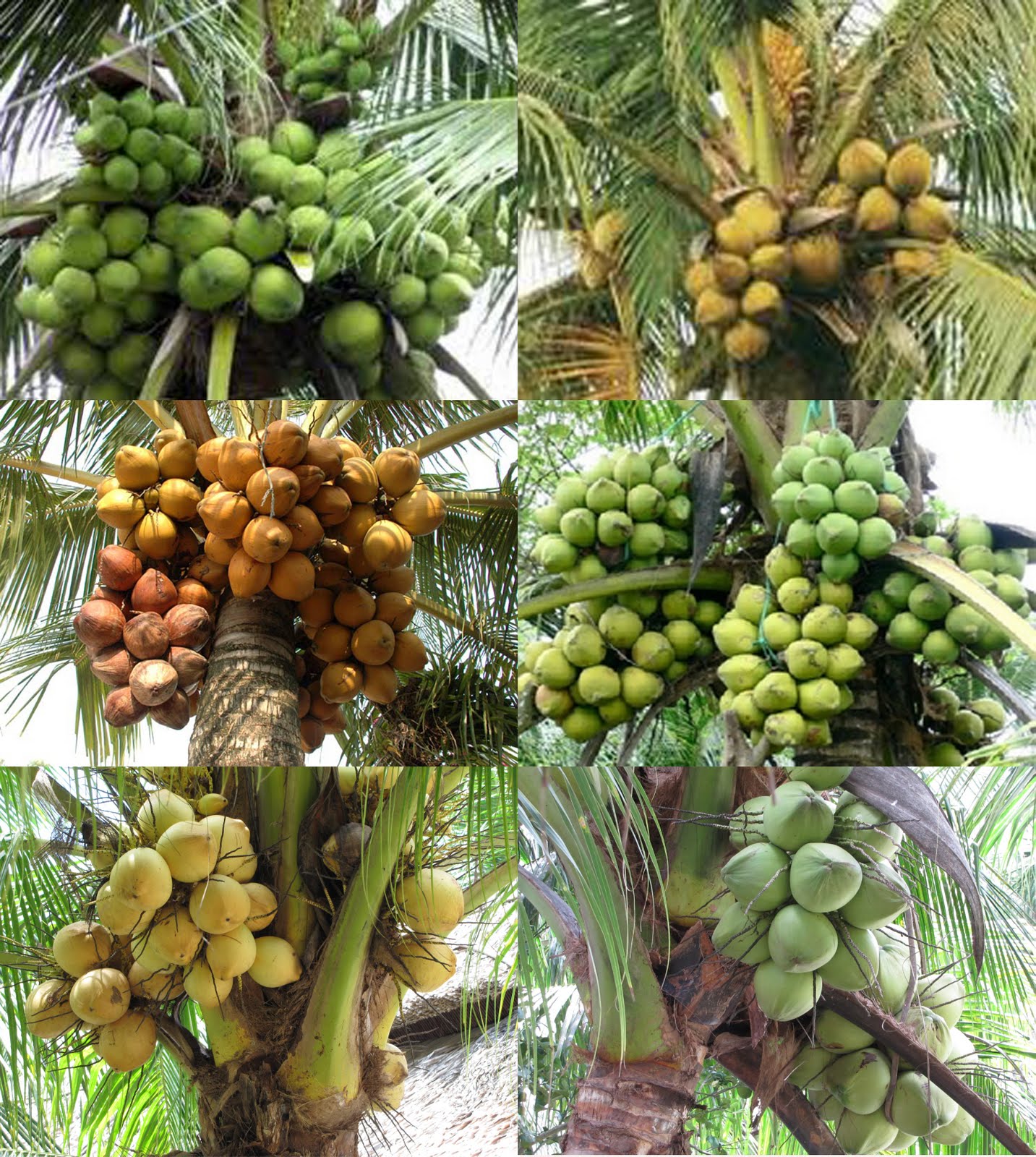 How coconut water helps our health