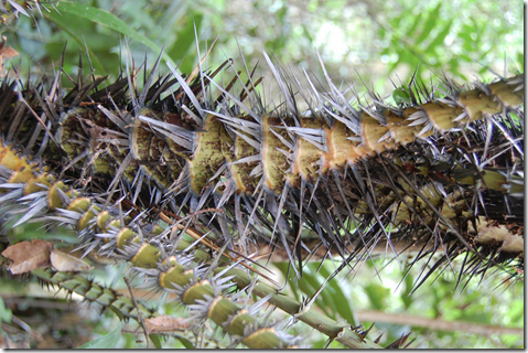 Rattan palm