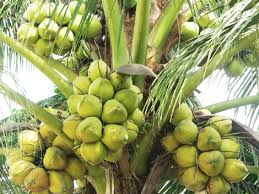 Coconut tree, symbol of Ben Tre