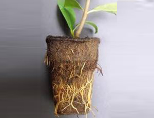 Coir plant pots