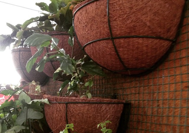Gardeners Are Repurposing Coconut Waste as Eco-Friendly Plant Pots