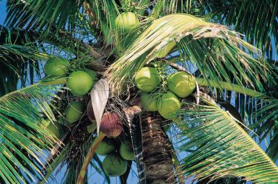 How to Cook Coconut Milk Without Curdling It