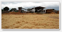 Coconut fiber