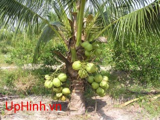 NATA De Coco Health Benefits
