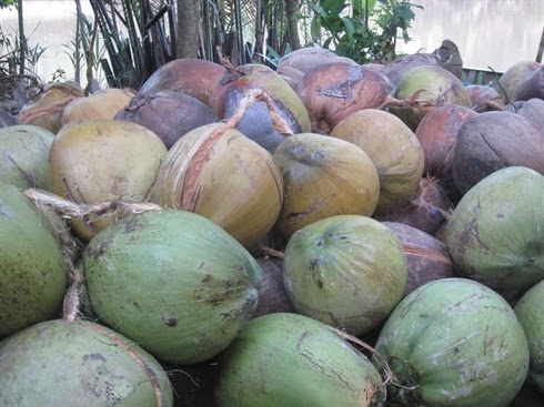 Copra price increase