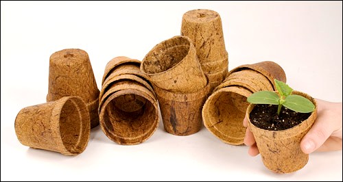 Going green with coconut pots