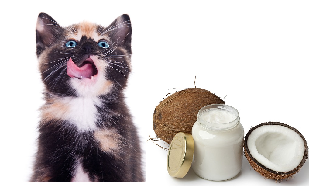 Cats Fed Coconut Oil and Supplements Lose Weight While Maintaining Lean Body Mass 