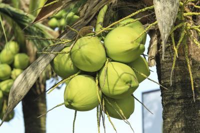 How to Ferment Coconut