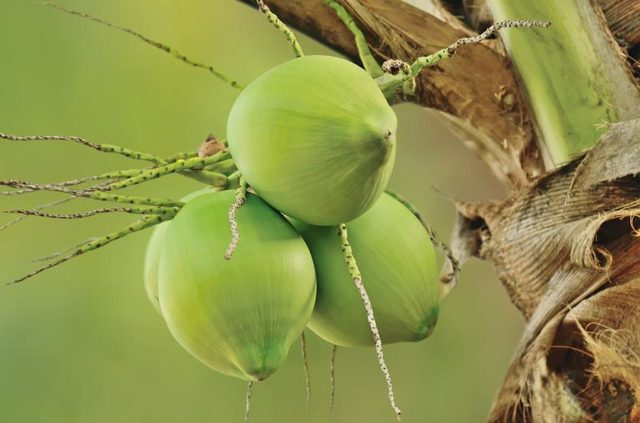 8 Benefits of Coconut Water You Didn’t Know About