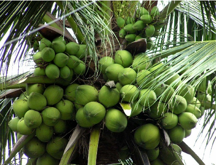 Commercial Value of Coconut Palm Tree