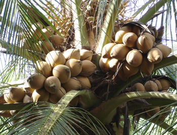 Solution raw coconut price stability