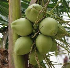 Fresh Coconut Jellies