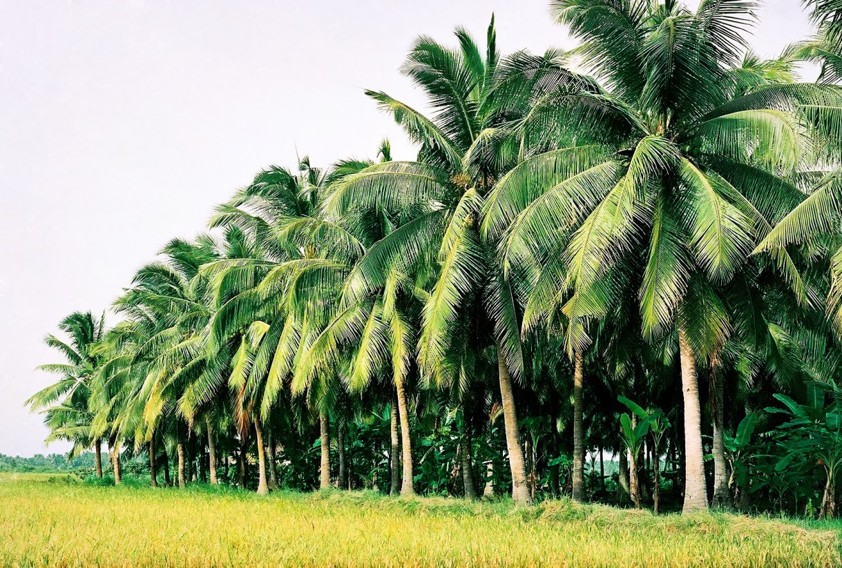 Coconut palms, the symbol of Ben Tre