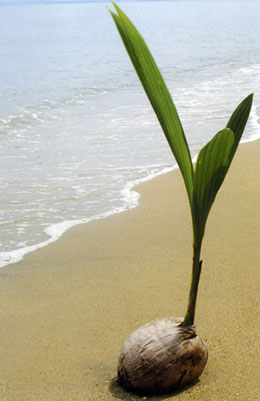Coconut Secrets for Optimal Health