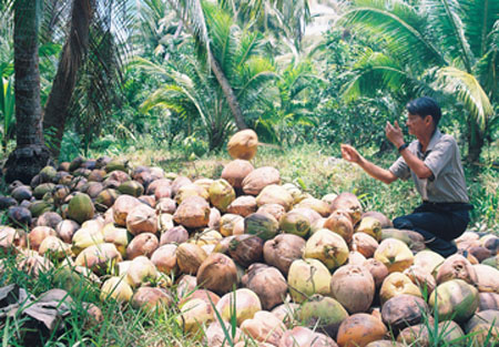 Dried coconut shell variables into jewelery for exports