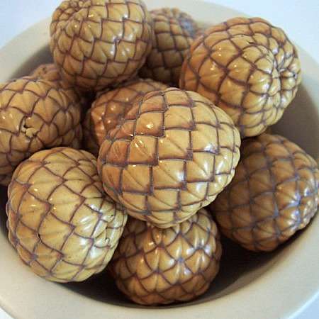 Rattan palm seeds