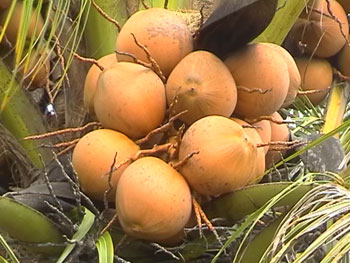 Production Coconut in Vietnam